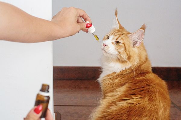 Pomysł na zdrową kondycję Twojego kota – co warto wiedzieć?