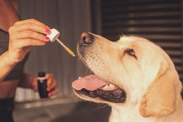 Kanabinoidy na stres i lęki u psów – czy to bezpieczne?