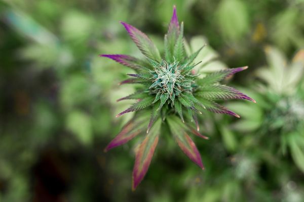 Zdrowy styl życia z wykorzystaniem produktów z CBD